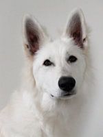 White Shepherd