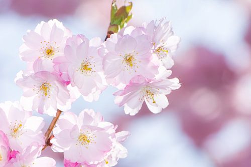 Macrofoto van roze kersenbloesems van een sierkersenboom