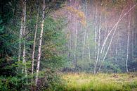 Dunne bomen in de mist in het Speulderbos Ermelo van Bart Ros thumbnail