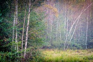 Thin trees in the fog in the Speulderbos Ermelo