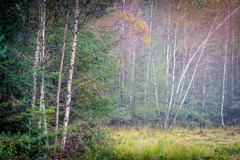 Dünne Bäume im Nebel im Speulderbos Ermelo von Bart Ros