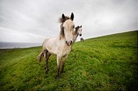 Wild horses van Eelko Lommers thumbnail