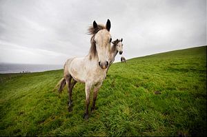 Wild horses by Eelko Lommers