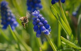 Une abeille en vol parmi les jacinthes en grappes sur Wolfgang Unger