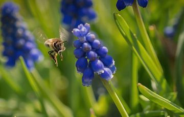 Une abeille en vol parmi les jacinthes en grappes sur Wolfgang Unger
