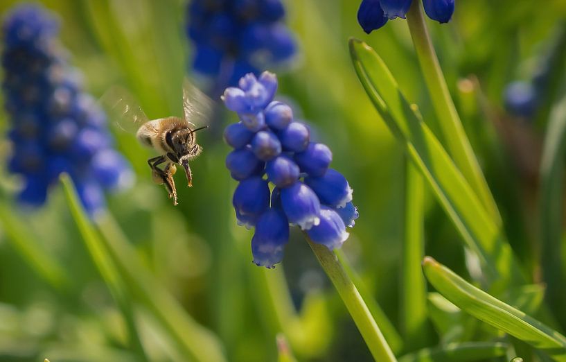 A bee in flight between grape hyacinths by Wolfgang Unger