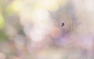 Die Spinne im Netz von Brenda van de Wal