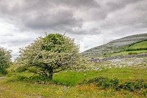 Blühender Weißdorn in The Burren