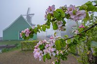 Fleur dans la brume, Zaanse Schans.