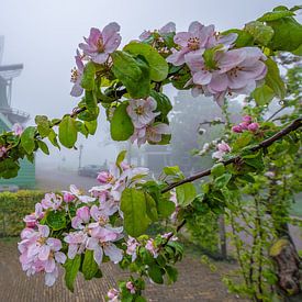 Blüte im Nebel, Zaanse Schans. von Patrick Hartog