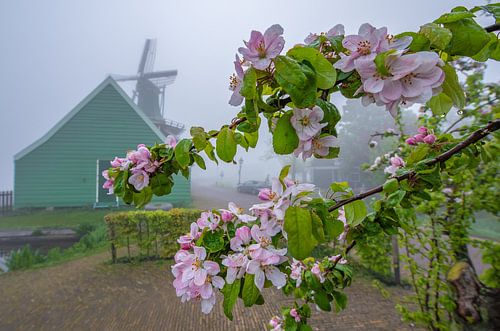 Fleur dans la brume, Zaanse Schans. sur Patrick Hartog