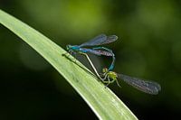 Libellen paarungsrad