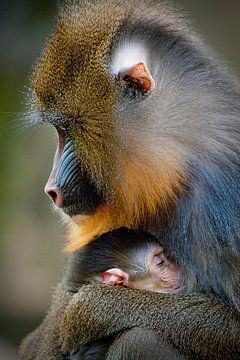 Mandrill mother protects her young. by Michar Peppenster