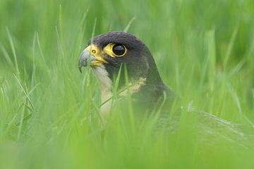 Slechtvalk (Falco peregrinus) van Ronald Pol