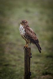 Mäusebussard von Feargal Strijker