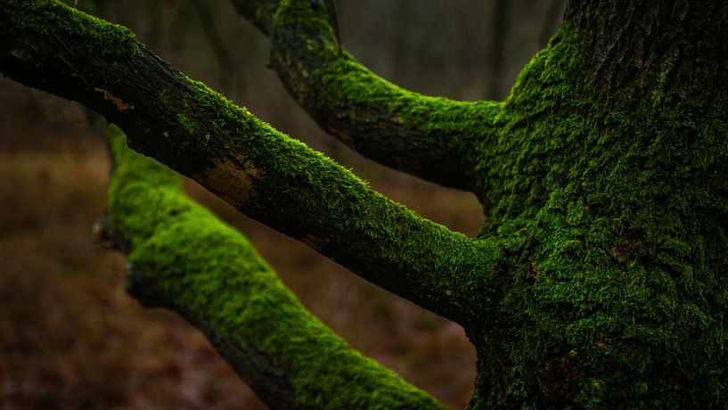 Mousse par Patrick Rosenthal