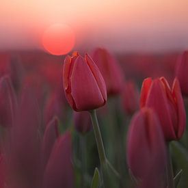Tulips with sunset by Rianne Kugel