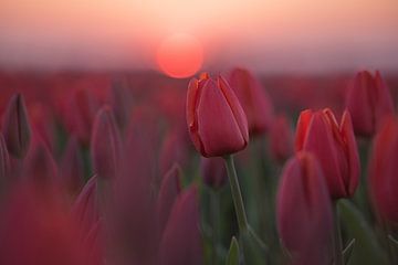 Tulpen met zonsondergang van Rianne Kugel