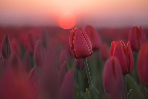 Tulpen mit Sonnenuntergang