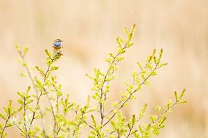 Blaukehlchen im Grünzeug von Danny Slijfer Natuurfotografie