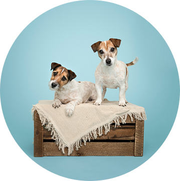Moeder en dochter, kortharige jack russel terriër honden op houten krat, in de studio / licht blauwe achtergrond