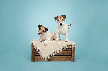 Mother and daughter, short-haired jack russel terrier dogs on wooden crate, in studio / light blue background by Elisabeth Vandepapeliere