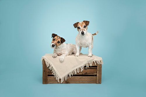 Mère et fille, chiens jack russel terrier à poil court sur une caisse en bois, en studio / fond bleu clair
