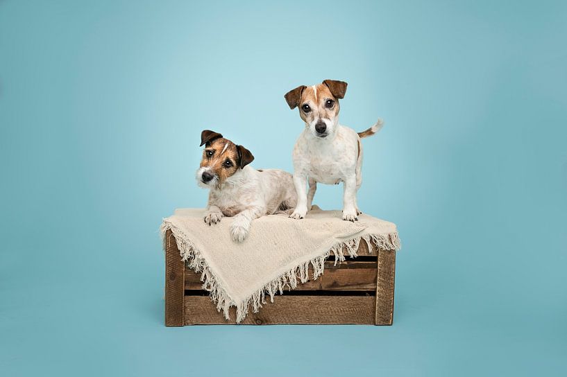 Mutter und Tochter, kurzhaarige Jack Russel Terrier Hunde auf Holzkiste, im Studio / hellblauer Hintergrund von Elisabeth Vandepapeliere