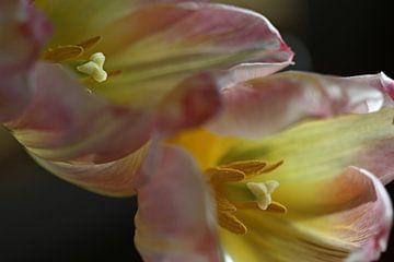Jumeaux tulipes sur Gerda de Voogd