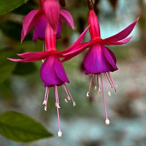 Fuchsia dans la lumière d'automne
