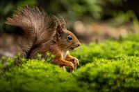 Squirrel looking for nuts