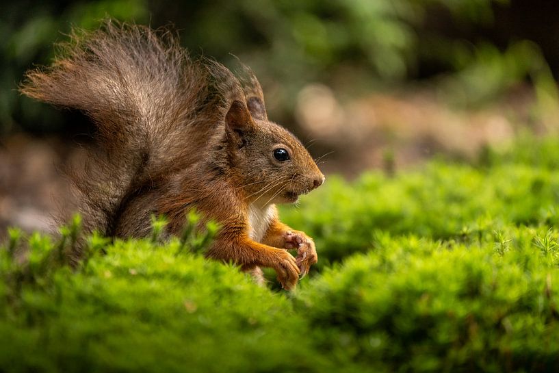 Squirrel looking for nuts by Dirk Vandergucht