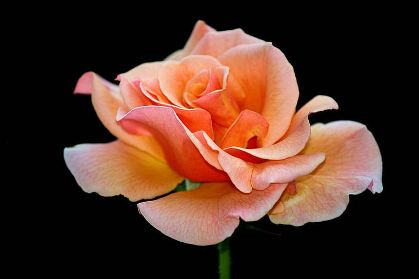 Pfirsich Rose von erikaktus gurun