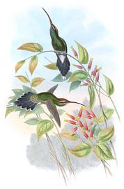 Yaruquian Hermit, John Gould by Hummingbirds