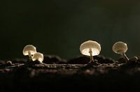 Paddenstoelen in het zonlicht