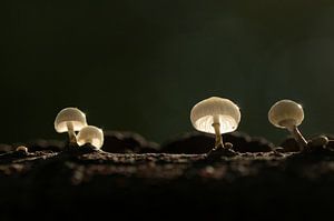 Paddenstoelen in het zonlicht van Latifa - Natuurfotografie