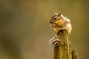 Siberian ground squirrel by Anouk de Vries