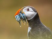 Puffin Portrait by Rudmer Zwerver thumbnail