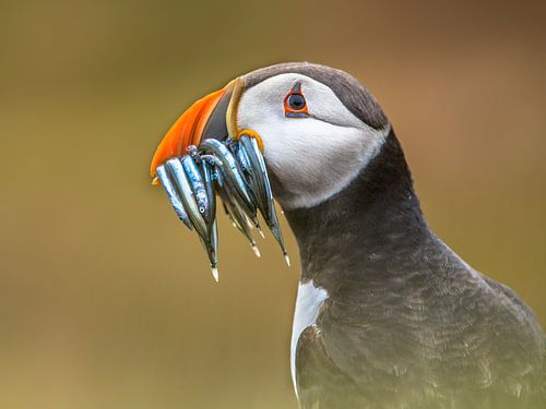 Puffin Portrait