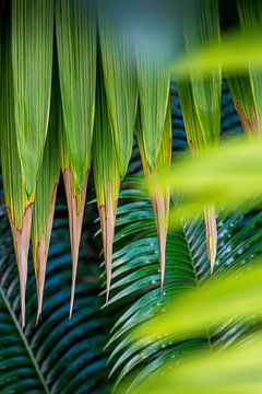 Tropische bladeren lijnenspel van Marianne Eggink