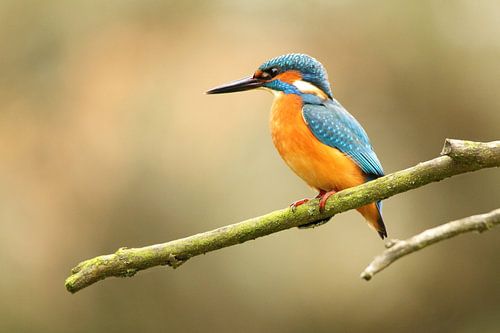 Le martin-pêcheur cherche des poissons