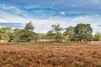Veluwe landscape