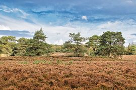 Veluwe landscape by Henrico Fotografie