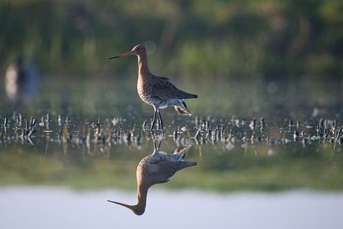 Grutto lopend door het water