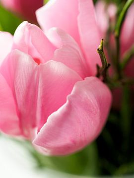 roze tulp in boeket van Delphine Kesteloot