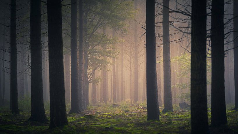 Foggy Forestry Dorst by Patrick Rosenthal