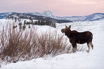 Moose ( Alces alces ) in winter, feeding on bushes van wunderbare Erde