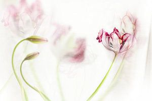 La danse des tulipes