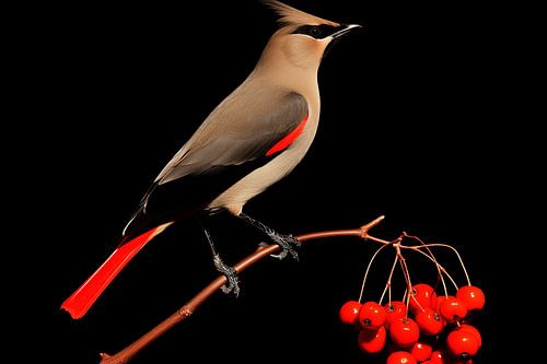 The unprecedented beauty of the Waxwing