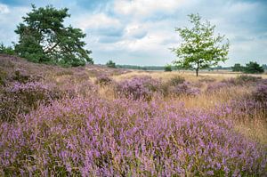 Bruyère en fleurs dans un paysage de bruyère en été sur Sjoerd van der Wal Photographie